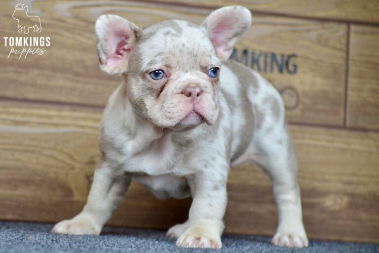 Inca, available French Bulldog puppy at TomKings Puppies