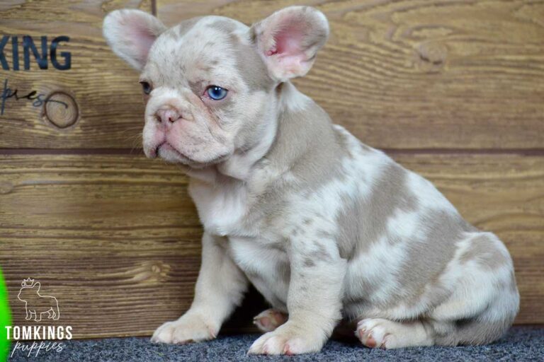 Inca, available French Bulldog puppy at TomKings Puppies