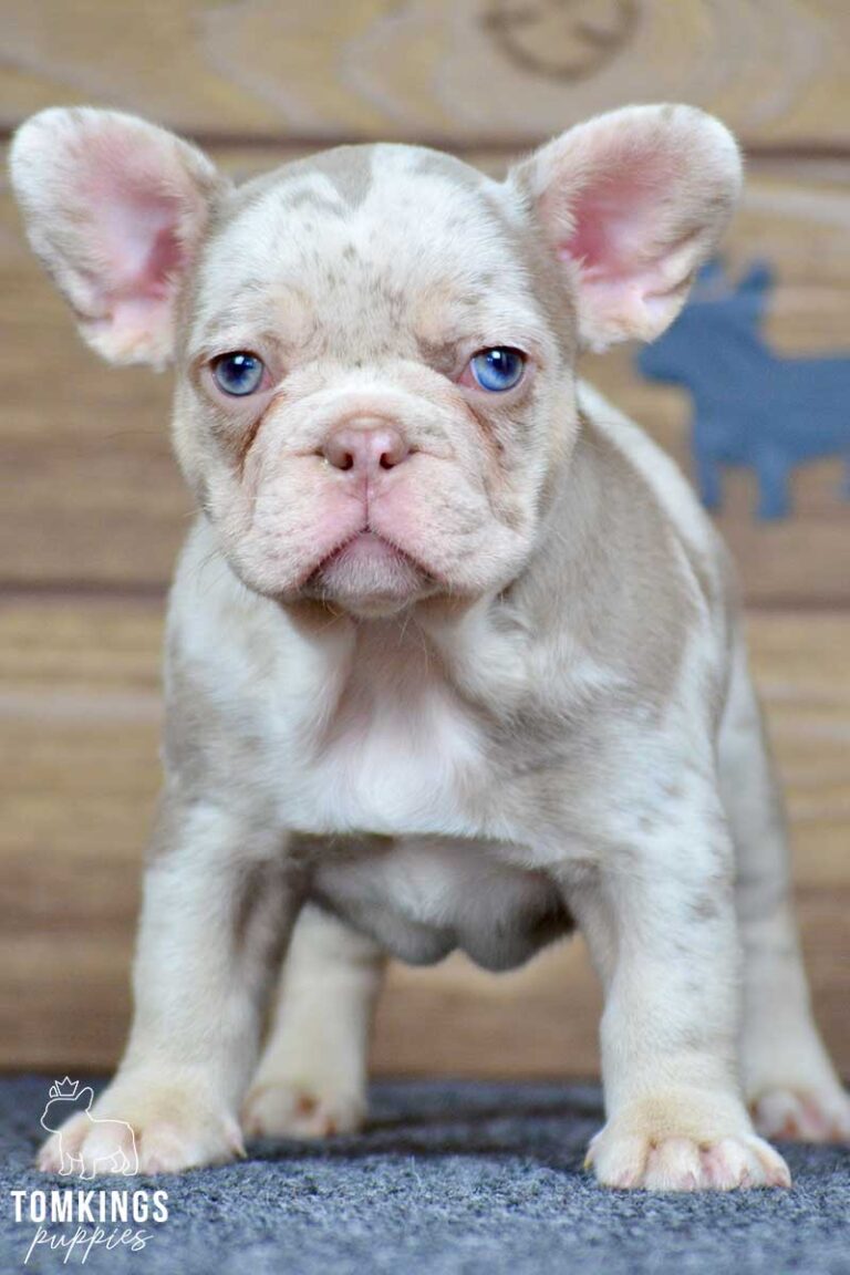 Inca, available French Bulldog puppy at TomKings Puppies