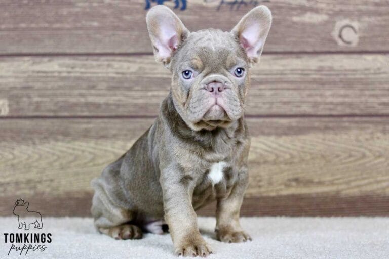 Knox, available French Bulldog puppy at TomKings Puppies