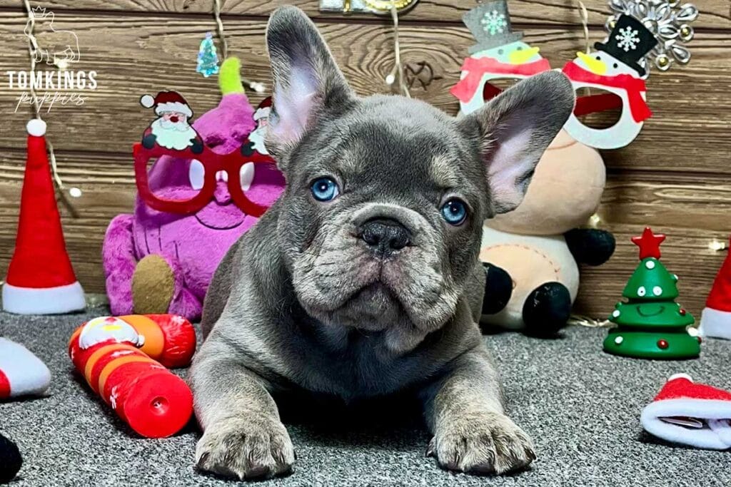 Logan, available French Bulldog puppy at TomKings Puppies