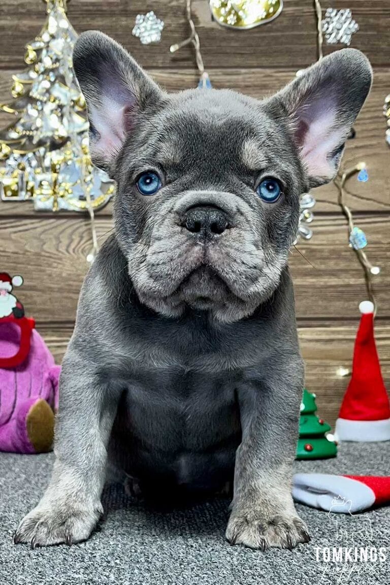 Logan, available French Bulldog puppy at TomKings Puppies