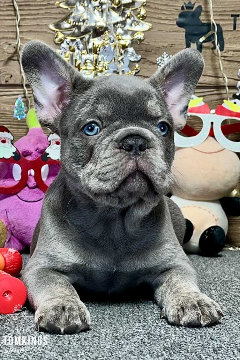 Logan, available French Bulldog puppy at TomKings Puppies