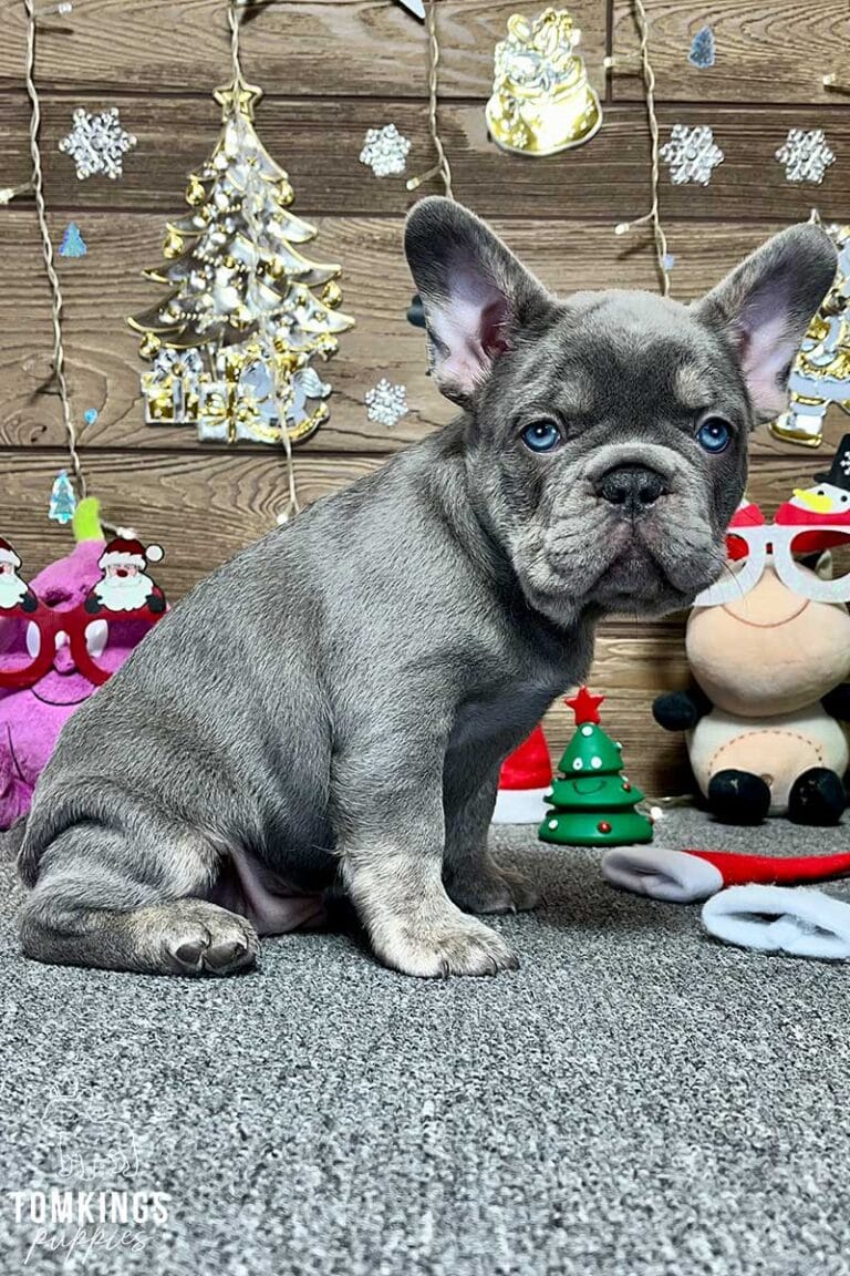 Logan, available French Bulldog puppy at TomKings Puppies