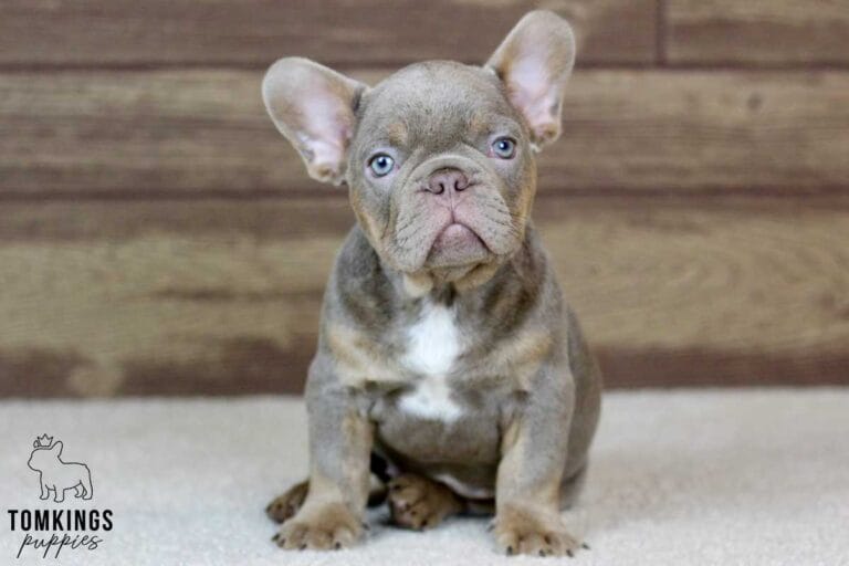 Maxton, available French Bulldog puppy at TomKings Puppies