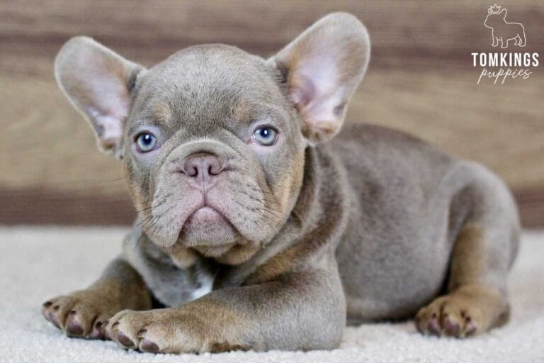 Maxton, available French Bulldog puppy at TomKings Puppies