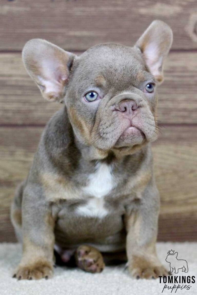 Maxton, available French Bulldog puppy at TomKings Puppies