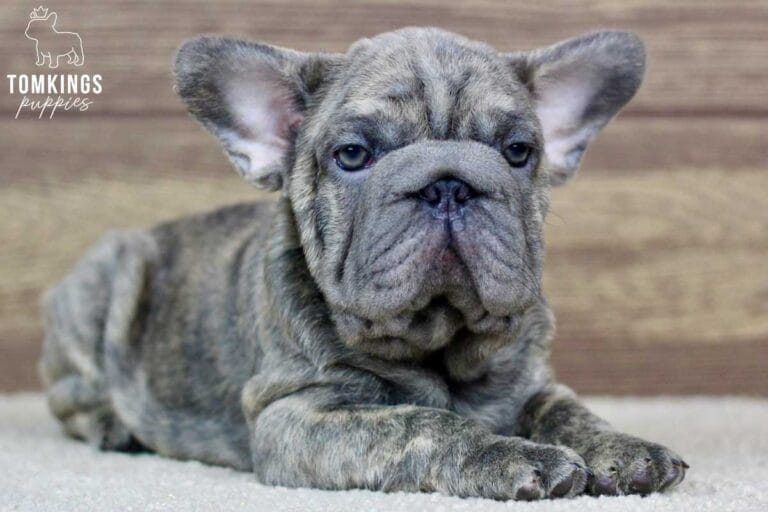 Misty, available French Bulldog puppy at TomKings Puppies