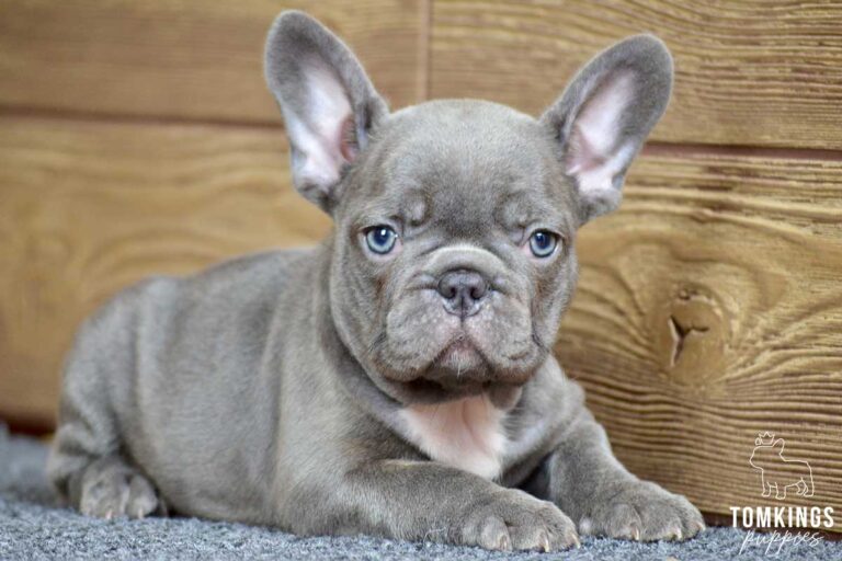 Peony, available French Bulldog puppy at TomKings Puppies