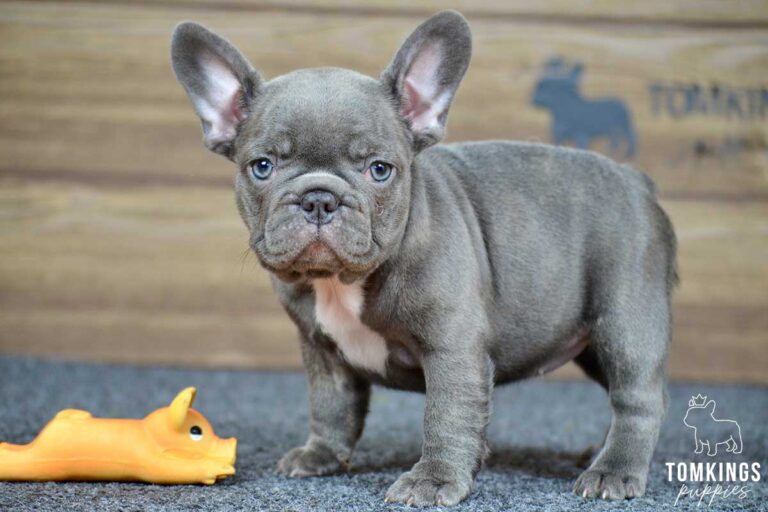 Peony, available French Bulldog puppy at TomKings Puppies