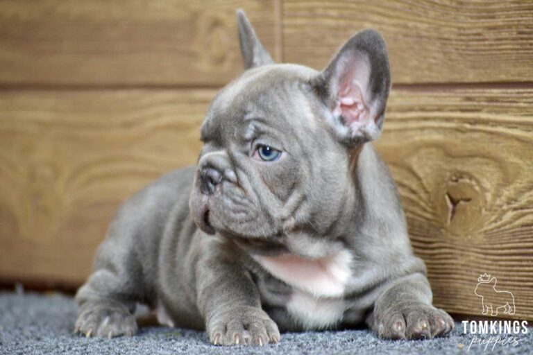 Peony, available French Bulldog puppy at TomKings Puppies