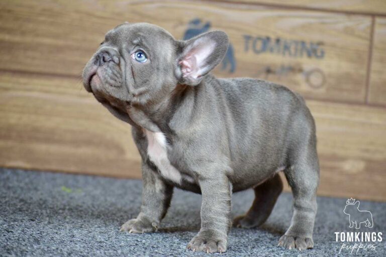 Peony, available French Bulldog puppy at TomKings Puppies