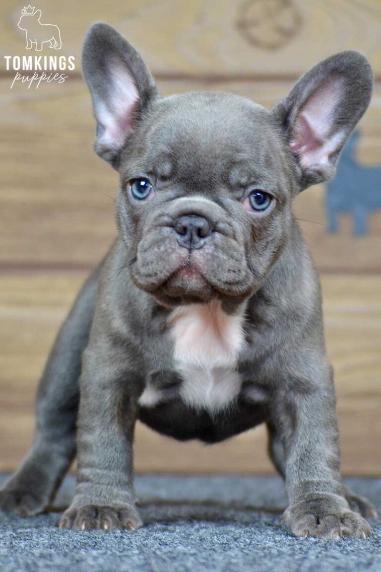 Peony, available French Bulldog puppy at TomKings Puppies