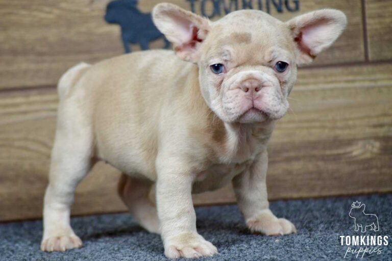 Qiana, available French Bulldog puppy at TomKings Puppies