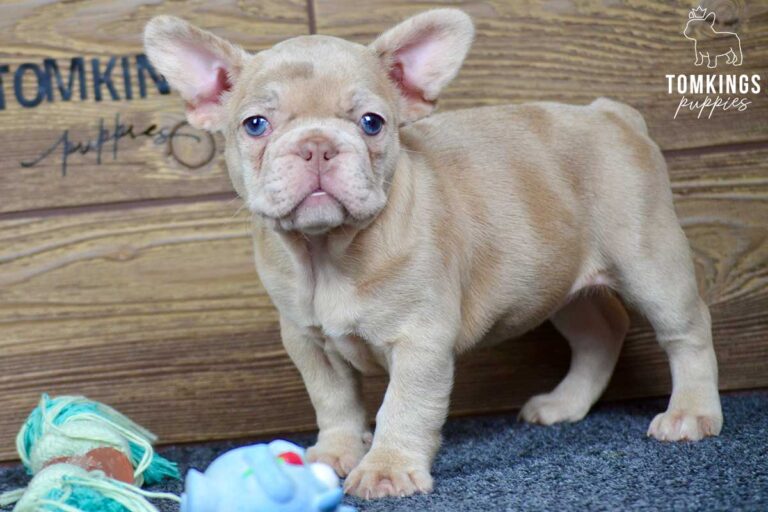 Qiana, available French Bulldog puppy at TomKings Puppies