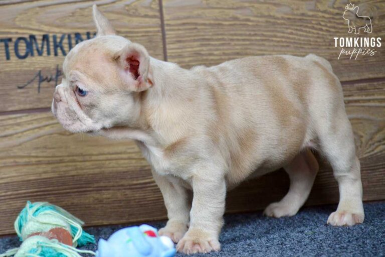 Qiana, available French Bulldog puppy at TomKings Puppies