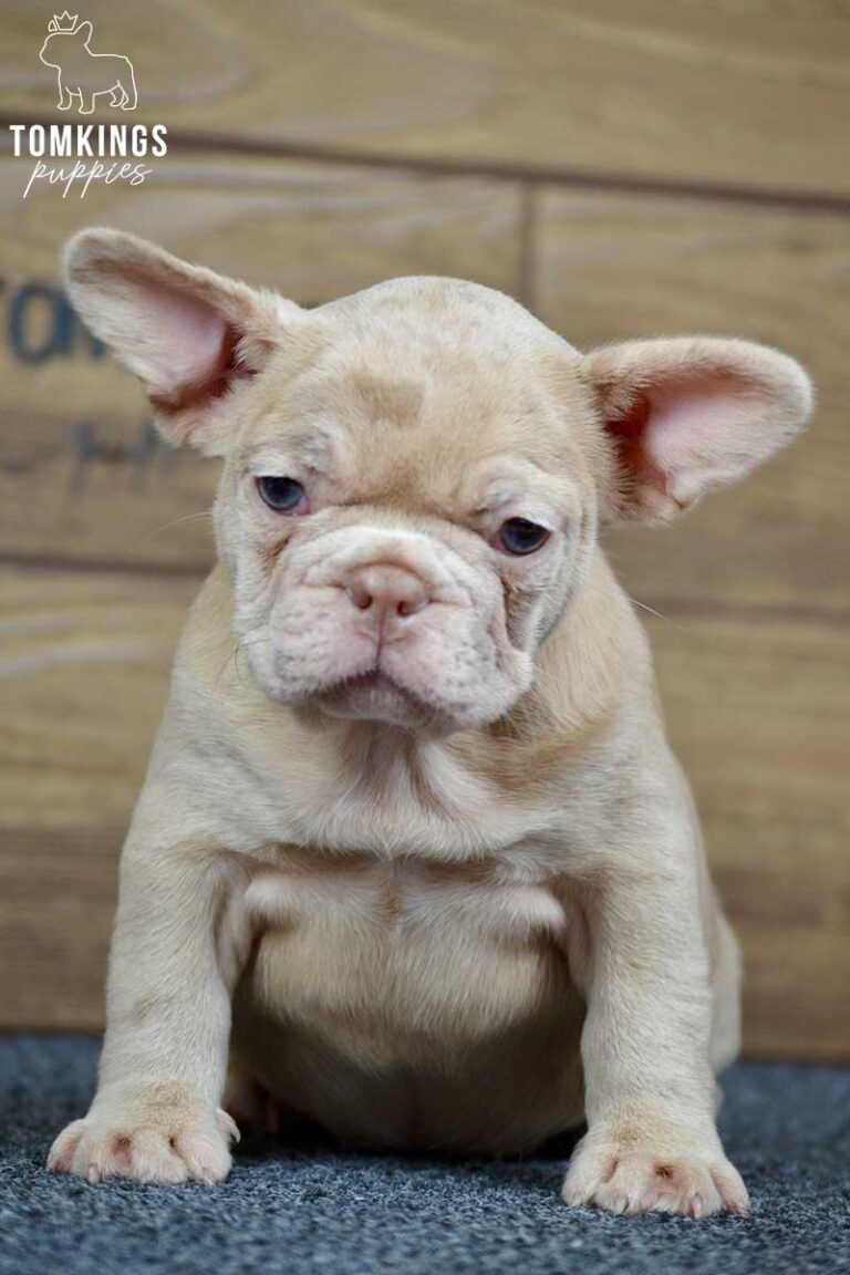 Qiana, available French Bulldog puppy at TomKings Puppies