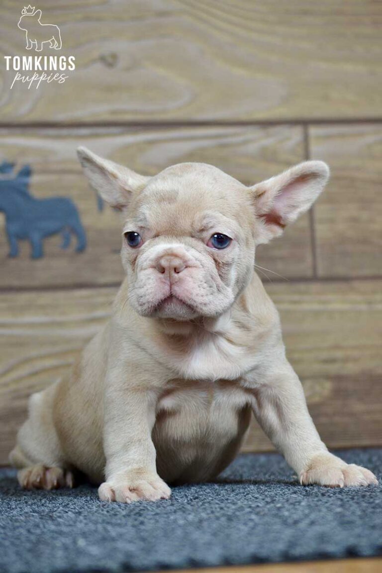 Qiana, available French Bulldog puppy at TomKings Puppies