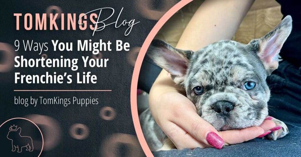 9 Ways You Might Be Shortening Your Frenchie’s Life - TomKings Blog