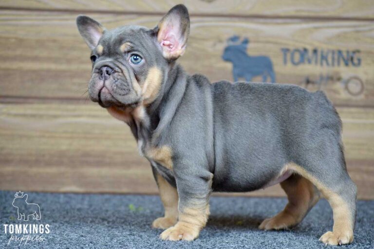 Winnie, available French Bulldog puppy at TomKings Puppies