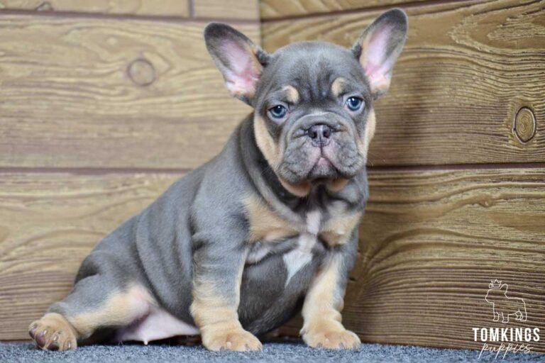 Winnie, available French Bulldog puppy at TomKings Puppies