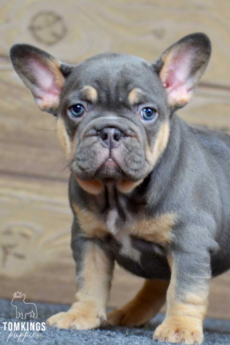 Winnie, available French Bulldog puppy at TomKings Puppies