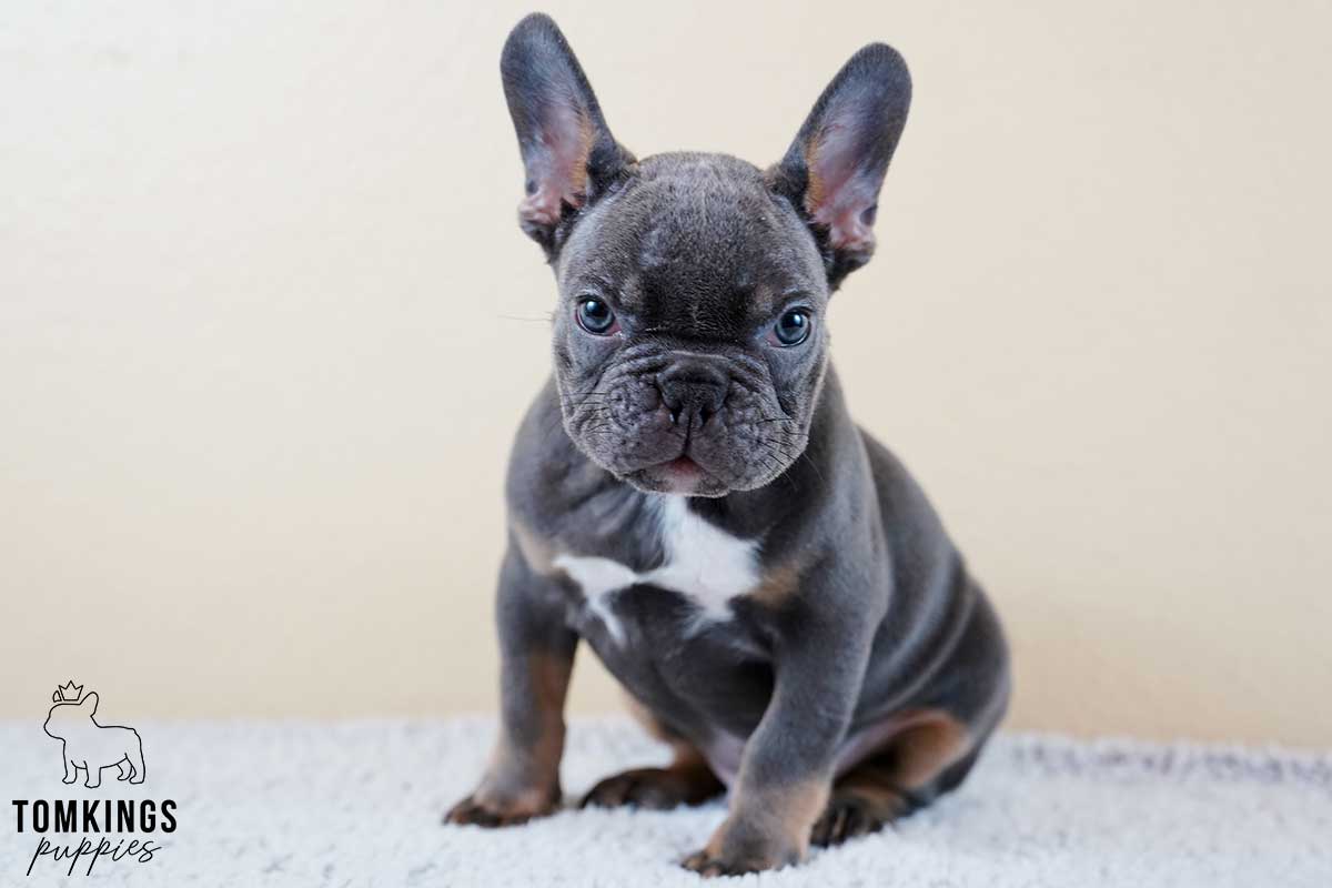 Baron, the baby available French bulldog TomKings Kennel