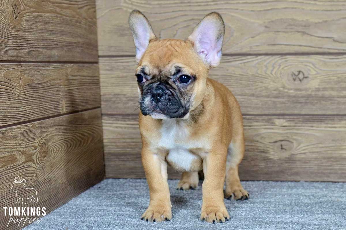 Maya, the marvelous available French bulldog TomKings Kennel