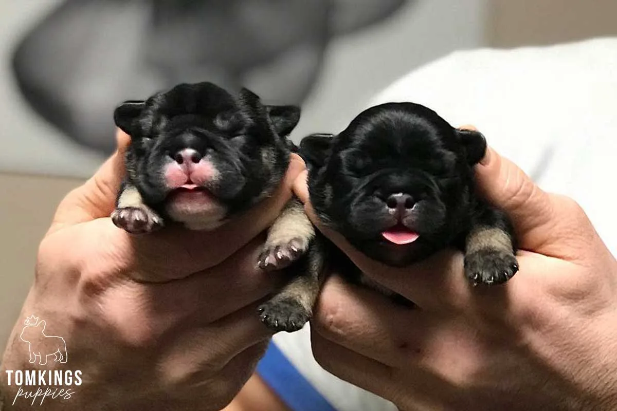 Why Bulldogs Puppies Capture Hearts From the Very First Day 1 Newborn bulldog puppies resting together, showing early development stages and close bonding during the first weeks of life.