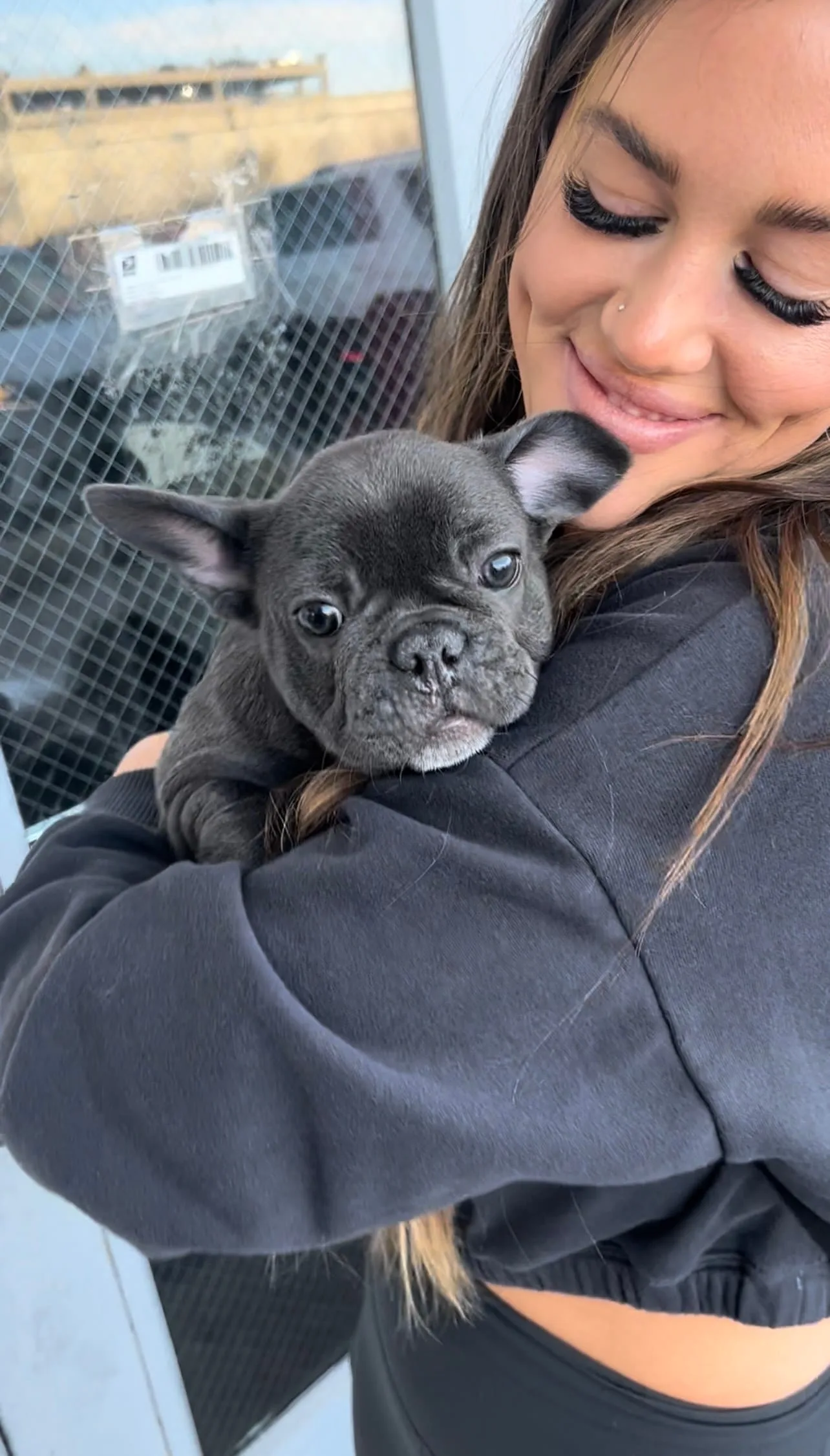 TomKings Puppies reference french bulldog