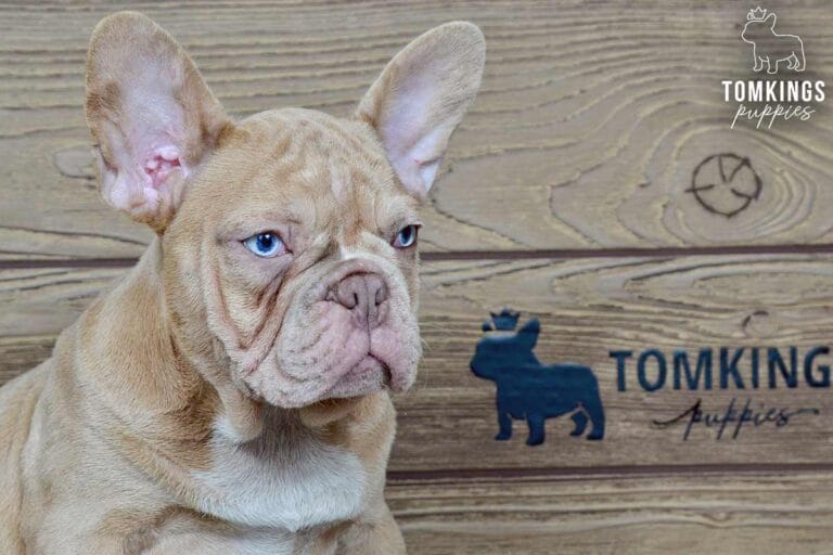 Andres, available French Bulldog puppy at TomKings Puppies