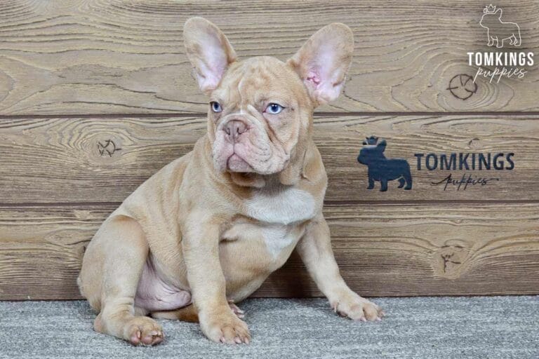 Andres, available French Bulldog puppy at TomKings Puppies