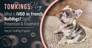 What is IVDD in French Bulldogs? Signs, Prevention & Treatment - TomKings Blog