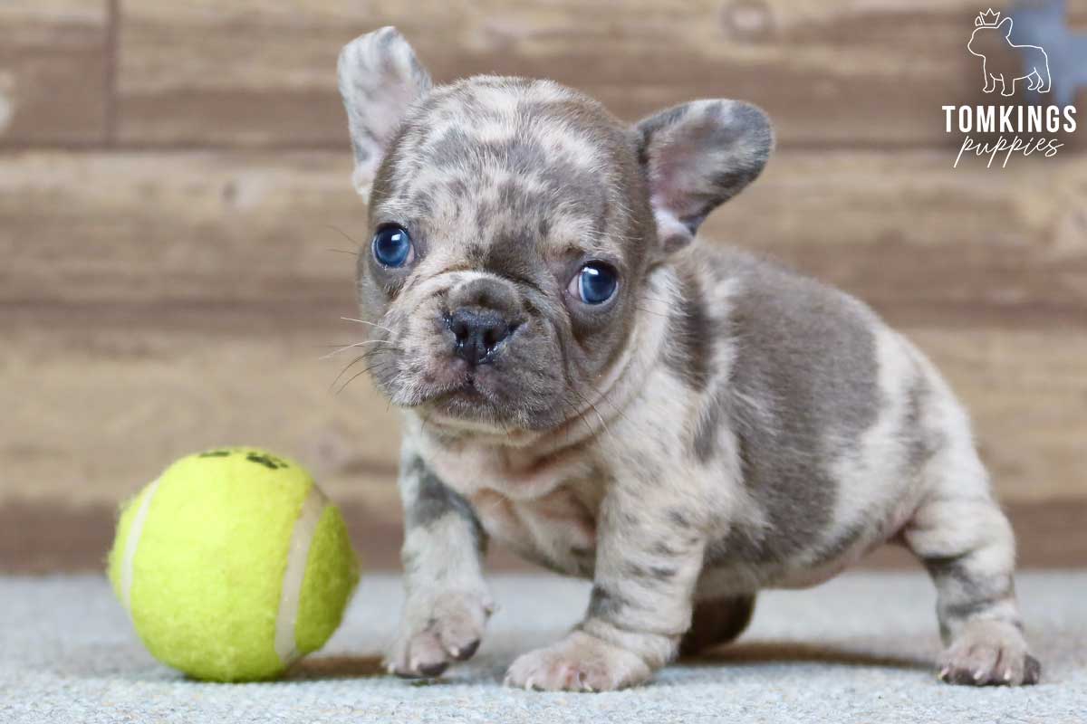 Piper, available French Bulldog puppy at TomKings Puppies