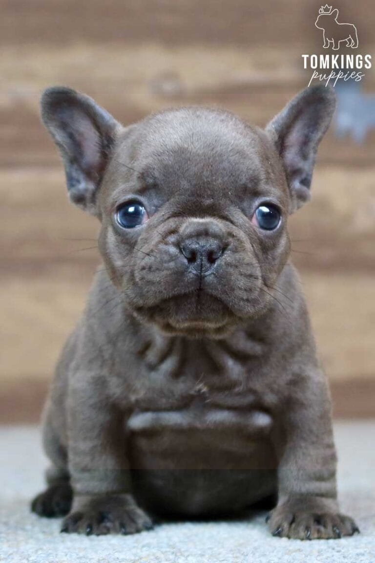 Solane, available French Bulldog puppy at TomKings Puppies