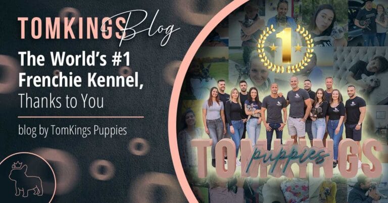The World’s #1 Frenchie Kennel, Thanks to You - TomKings Puppies blog