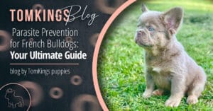 Parasite Prevention for French Bulldogs: Your Ultimate Guide Blog Cover