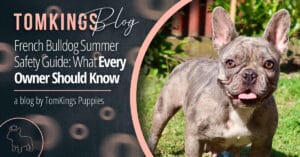 French Bulldog Summer Safety Guide: What Every Owner Should Know