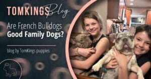 Are French Bulldogs Good Family Dogs?