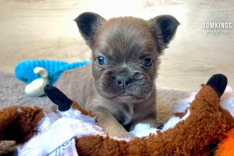 Mauve, available French Bulldog puppy at TomKings Puppies