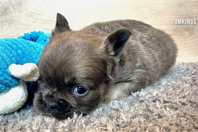 Mauve, available French Bulldog puppy at TomKings Puppies