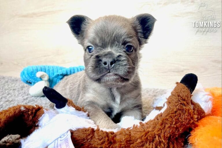 Mauve, available French Bulldog puppy at TomKings Puppies