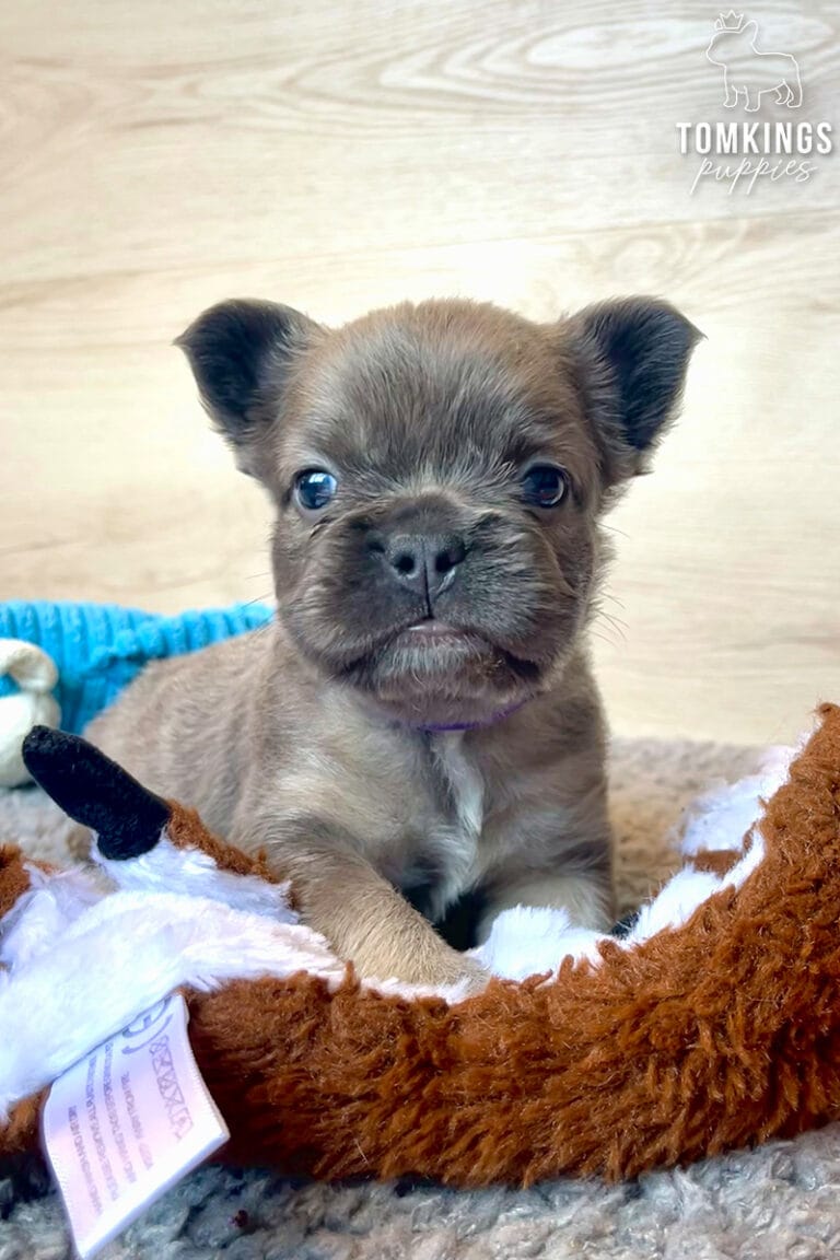Mauve, available French Bulldog puppy at TomKings Puppies