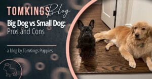 Big Dog vs Small Dog: Pros and Cons