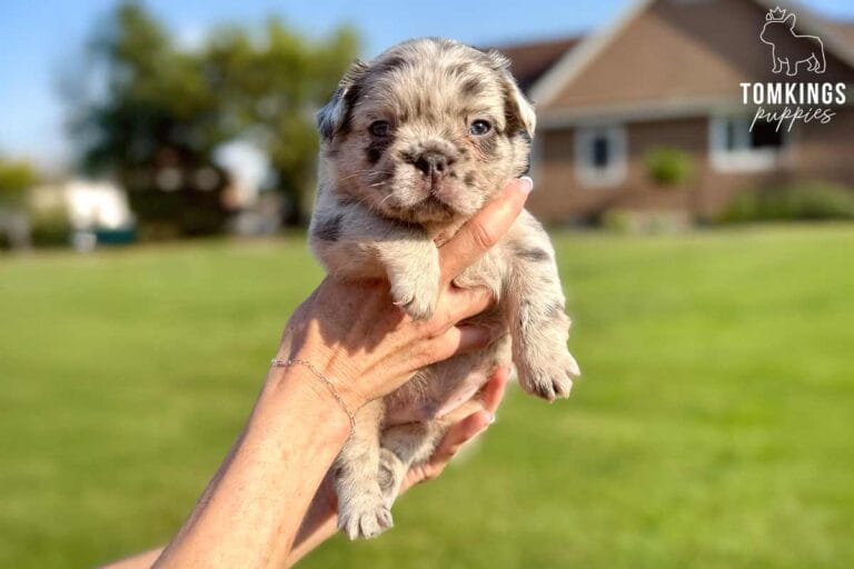 William, available French Bulldog puppy at TomKings Puppies
