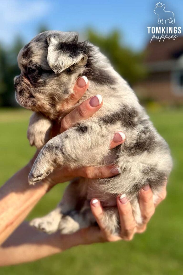 William, available French Bulldog puppy at TomKings Puppies