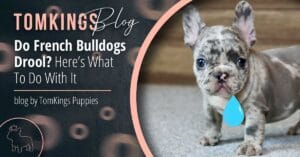 Do French Bulldogs Drool? Here’s What To Do With It - TomKings Blog