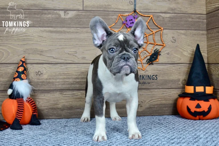 Penny, available French Bulldog puppy at TomKings Puppies