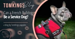 Can a French Bulldog Be a Service Dog?