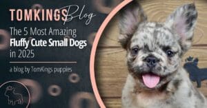 The 5 Most Amazing Fluffy Cute Small Dogs in 2025